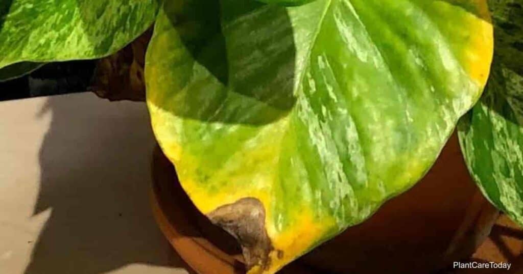 Brown Spots on Pothos leaves