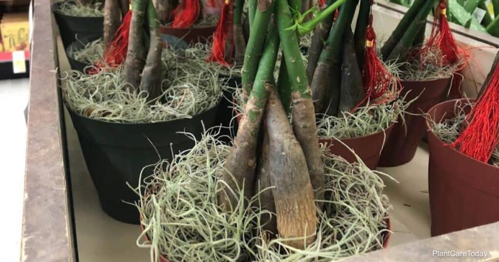 Árbol de dinero bajo el agua