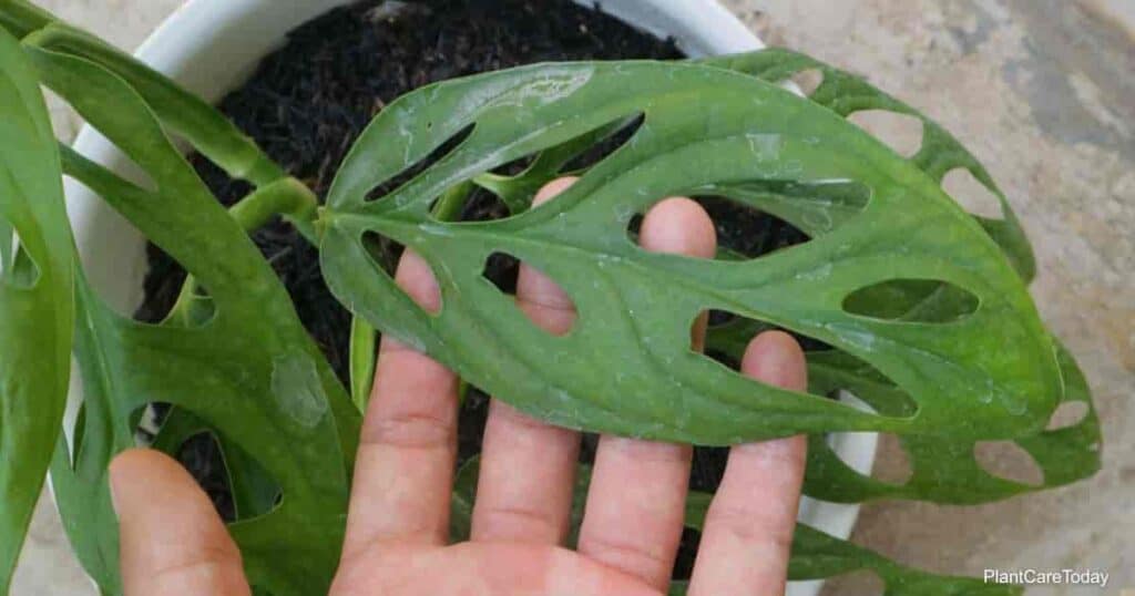 Yellowing Leaves Of Monstera Adansonii