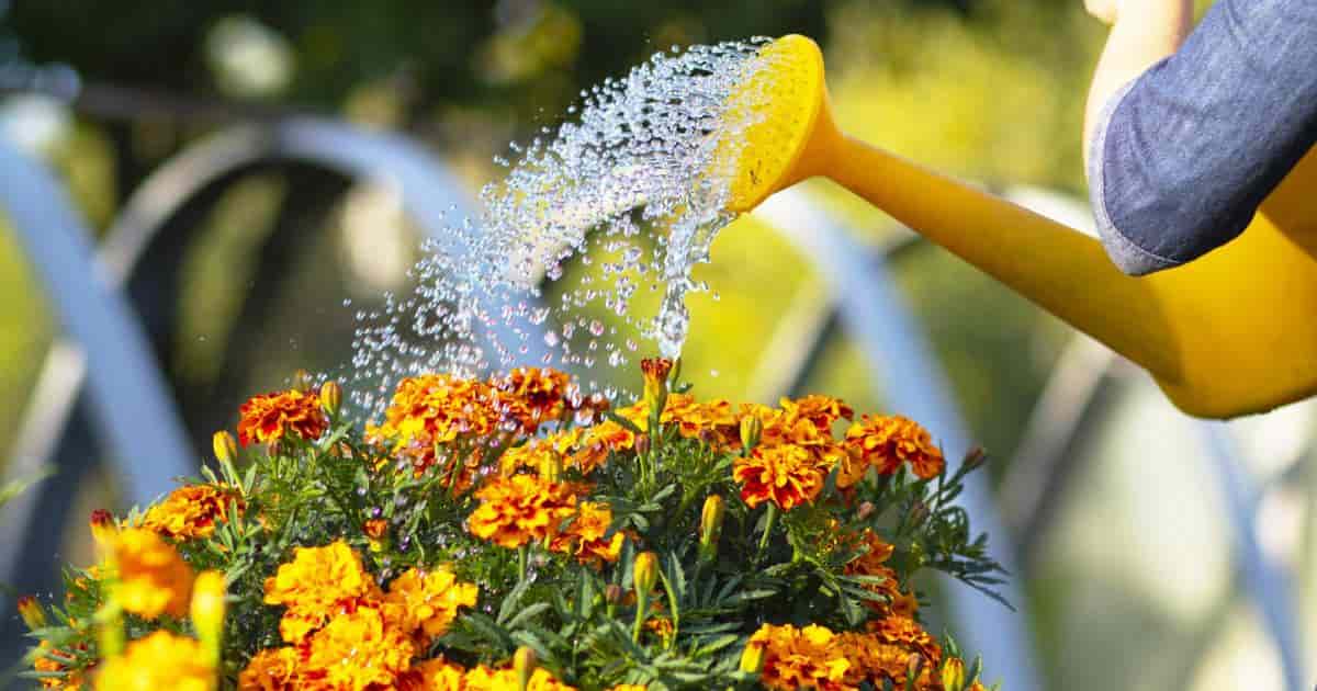 Watering Marigold