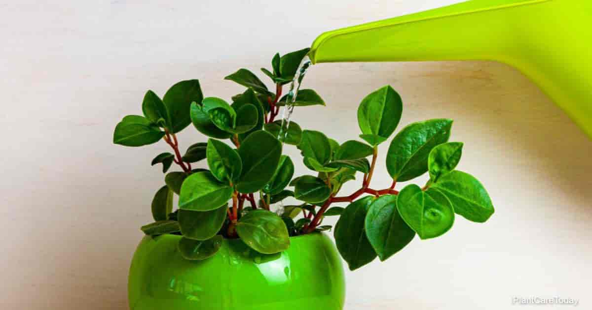 Overwatered Peperomia