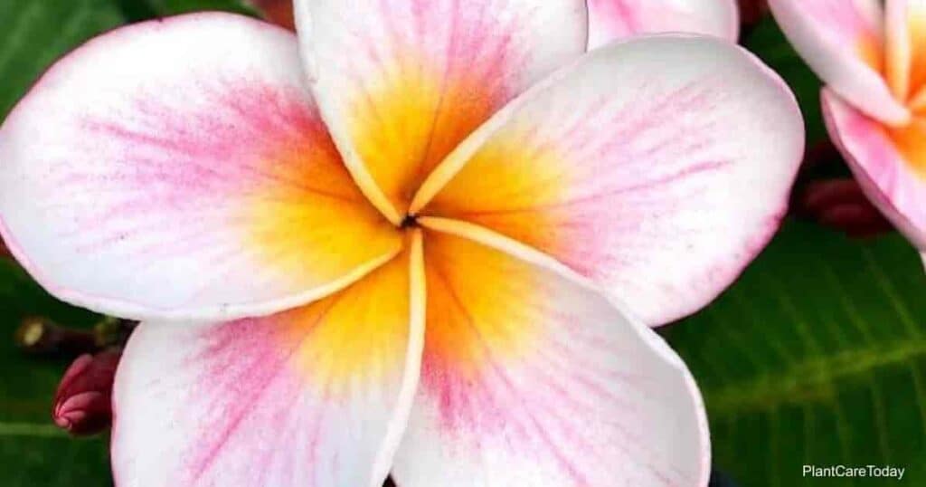 Overwatered Plumeria