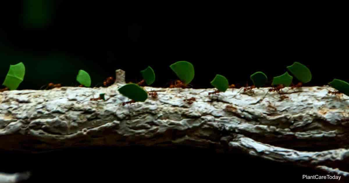 Harvester Ants