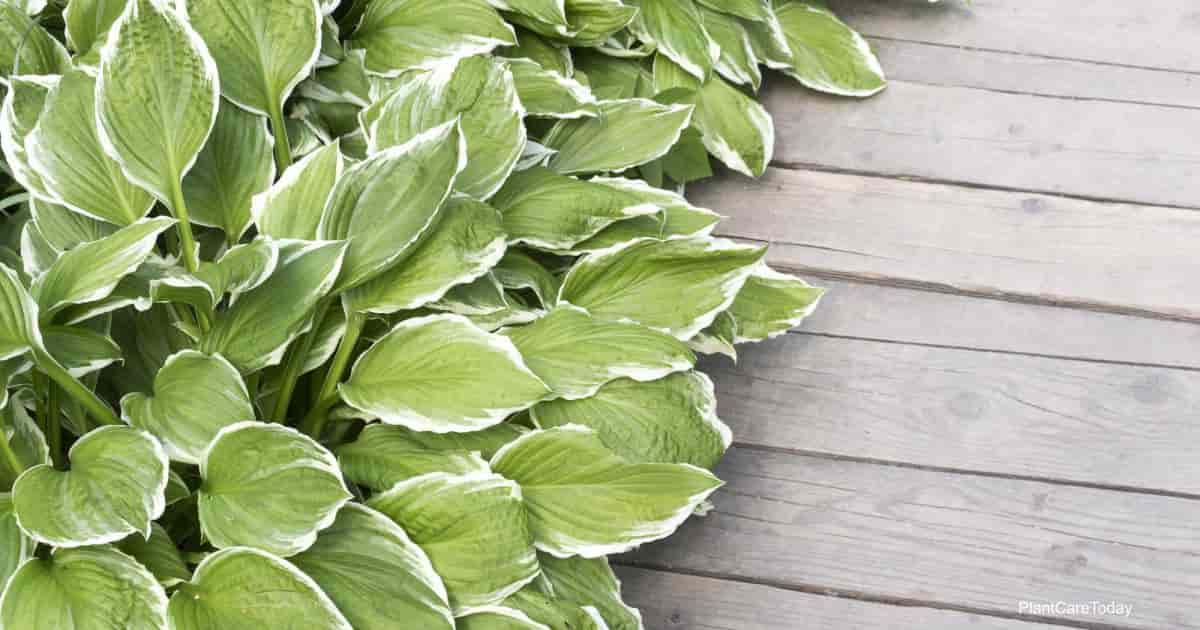 Hosta Companion Plants