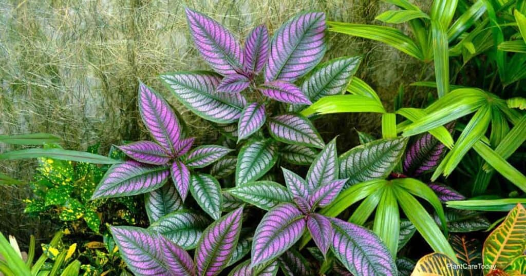 Plantas compañeras del escudo persa