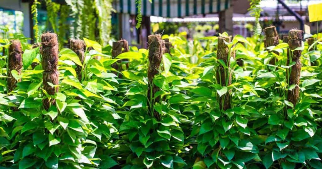 Moss poles with climbing Pothos plants