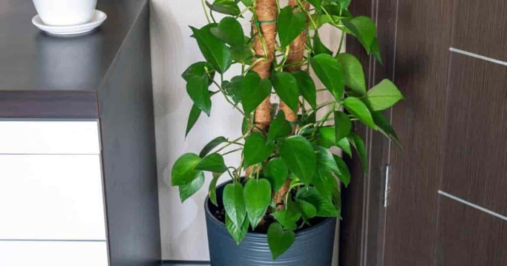 8 Proven Tips for a Fuller, Bushier Pothos of Your Dreams