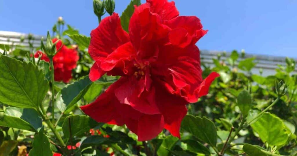 Flor Hibiscus