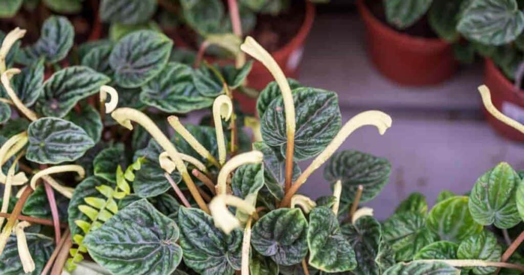 Peperomia Flower Spikes