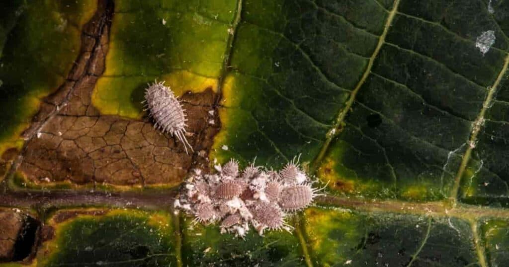 Cochinillas en plantas de interior