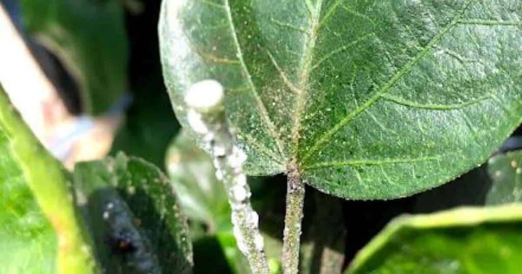 Mealybug Predators