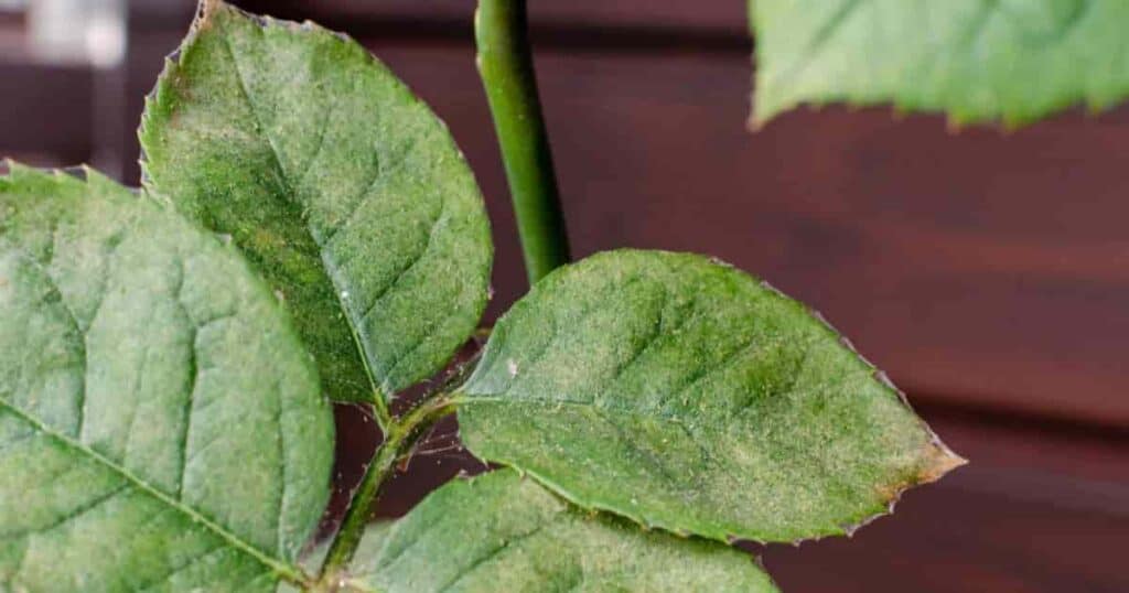 Spider Mites