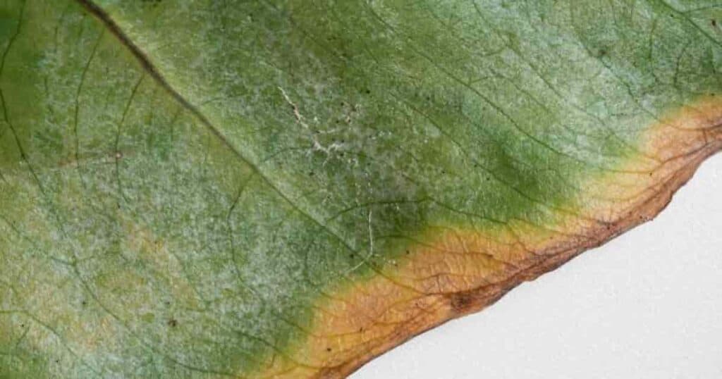 Spider Mites on Indoor Plants