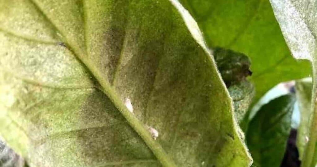 Insecticidal Soap for Spider Mites