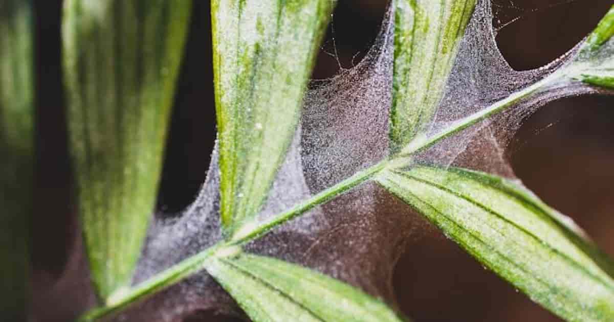 How to Treat Spider Mites on Majesty Palm  