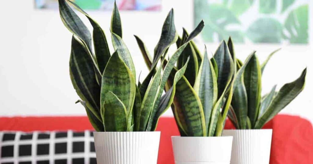 Potted Snake Plants