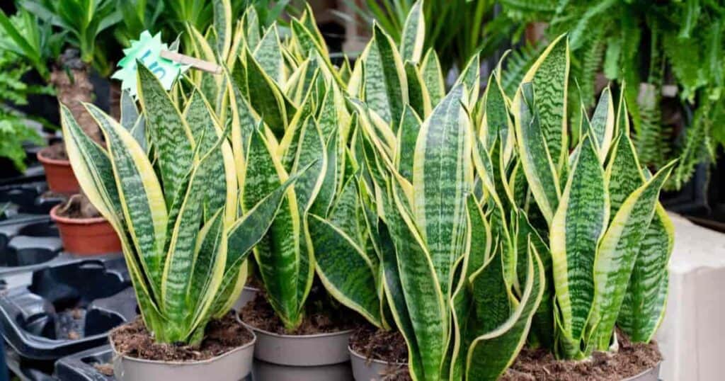 ¿qué Es Dracaena Trifasciata Mis Plantas 