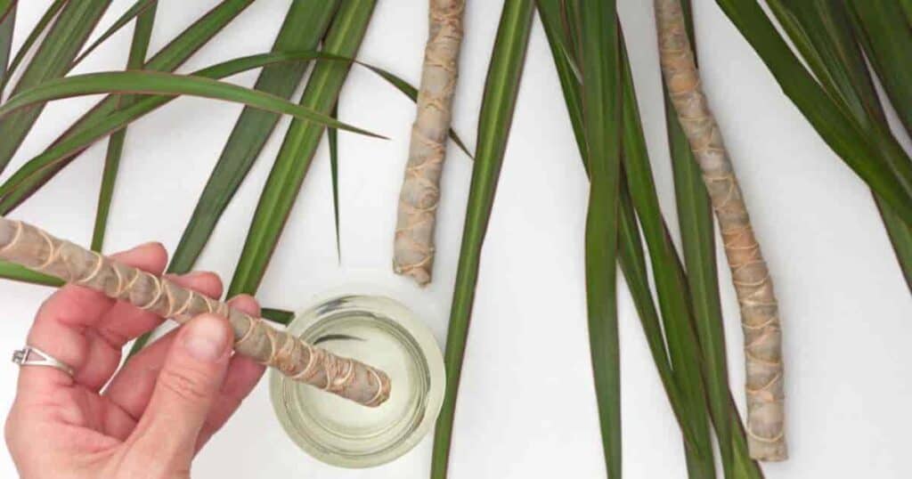 Dracaena Propagation