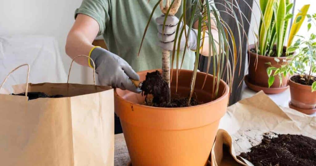 Best Dracaena Soil