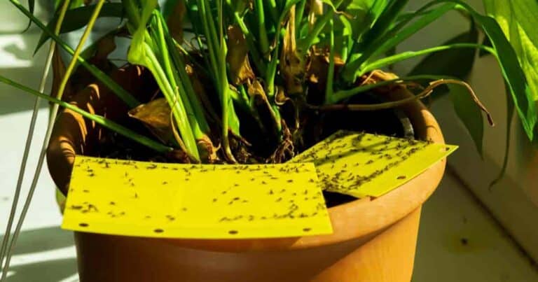 How To Get Rid Of Gnats In Plants