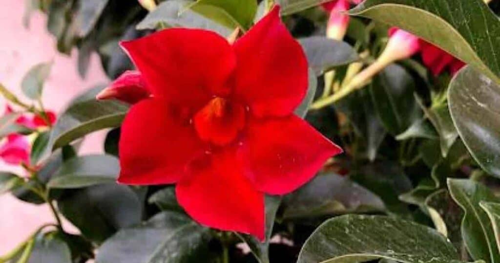 mandevilla deer resistant plant