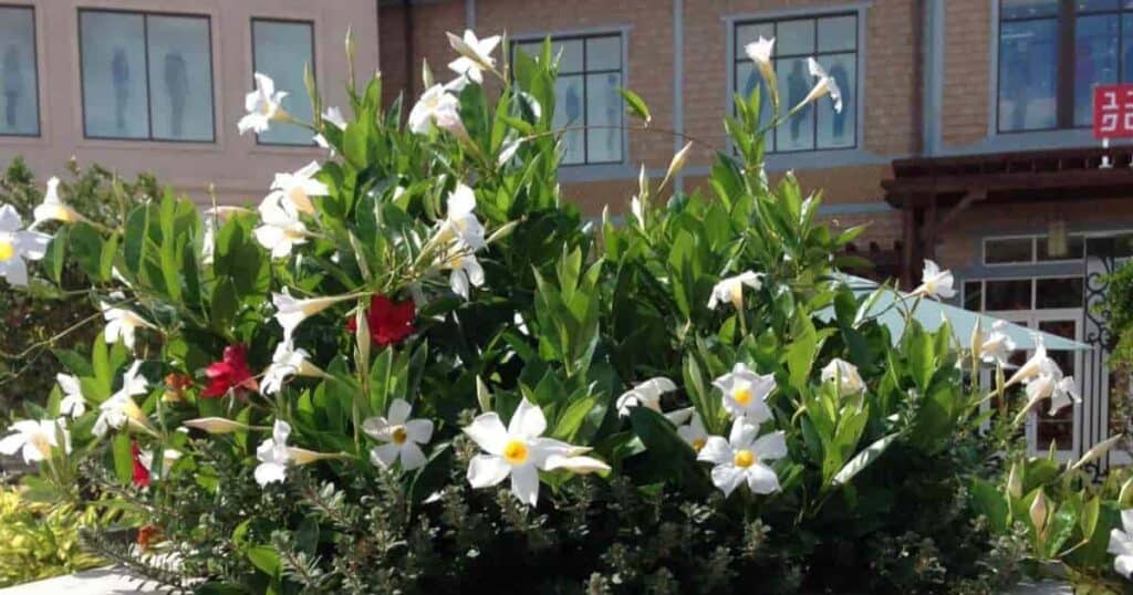 white mandevilla plant