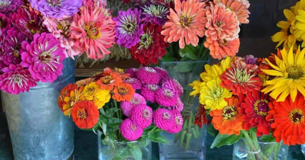 Zinnias and Dahlias