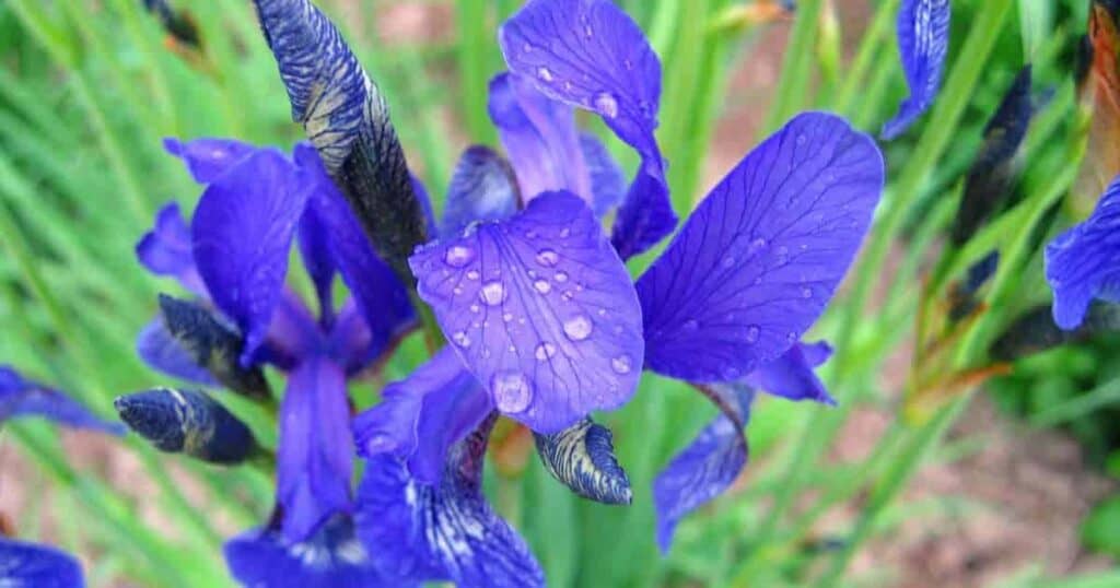 Deer and Irises