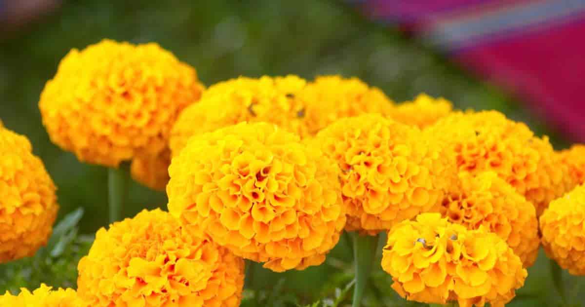Do Deer Eat Marigolds 