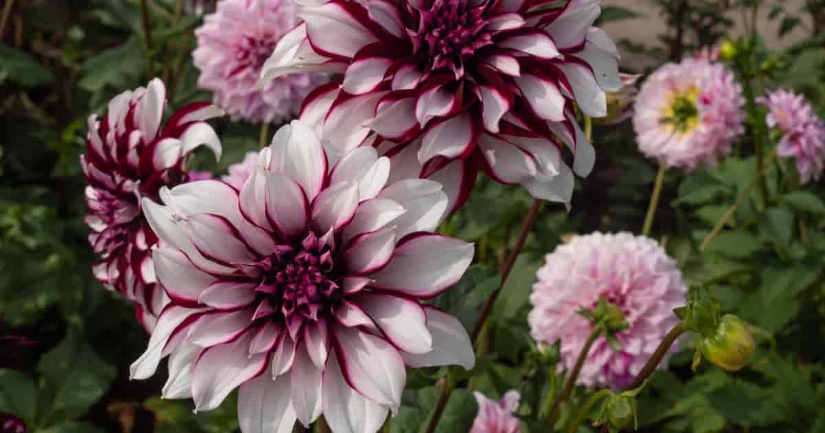 Deadheading Dahlias
