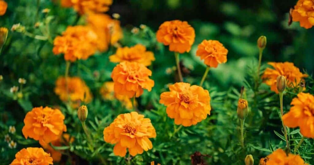 Perennial Marigolds