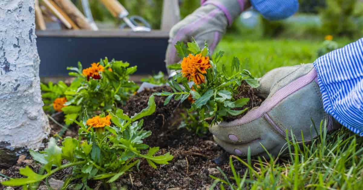 Planting Marigolds