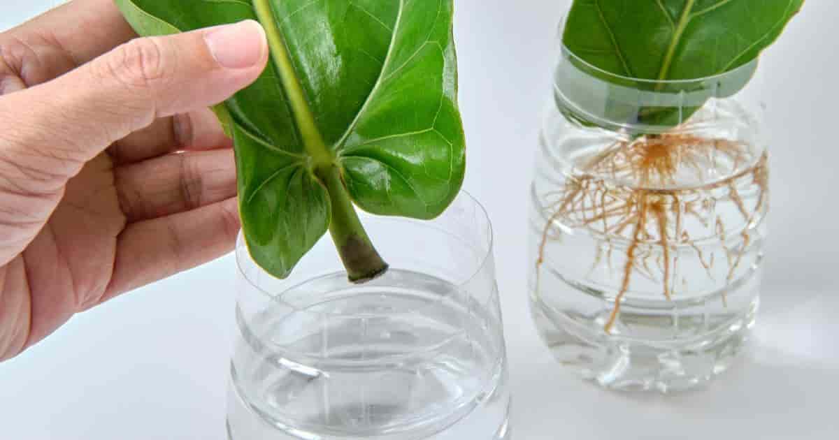 Propagating Fiddle-leaf Fig