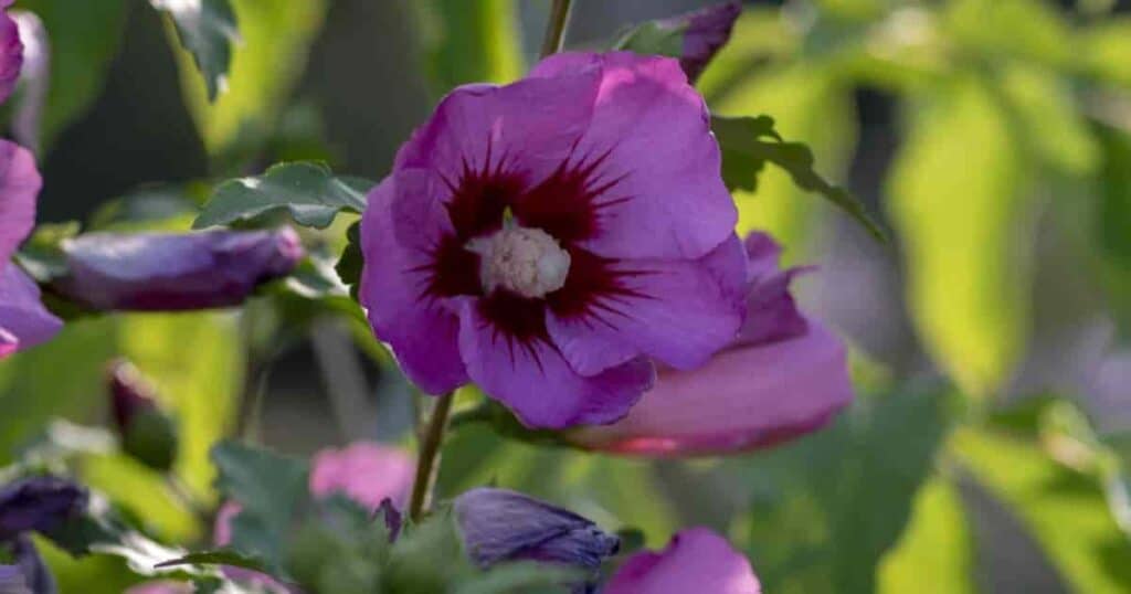 Rose of Sharon vs Hibiscus