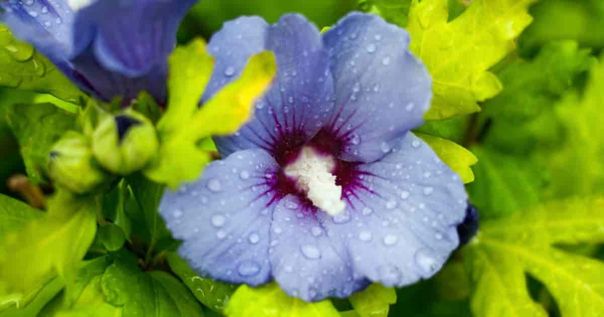 Rose of Sharon
