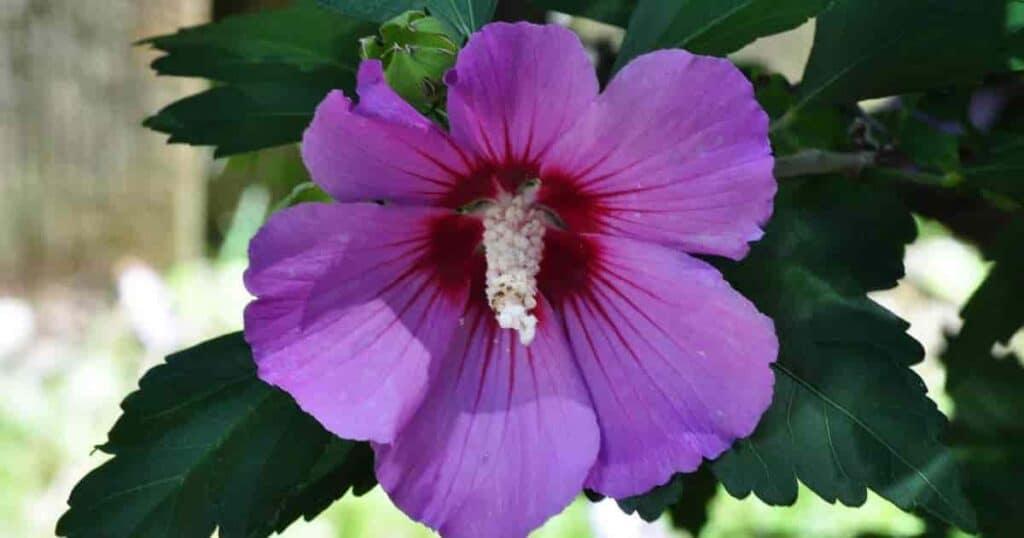 Are hibiscus leaves store poisonous to dogs