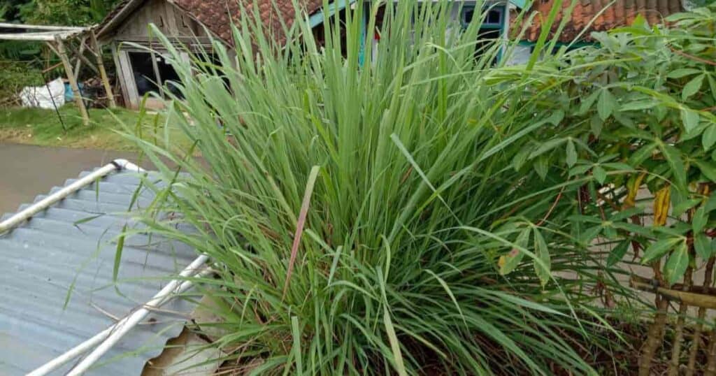 Growing Citronella Grass Plant