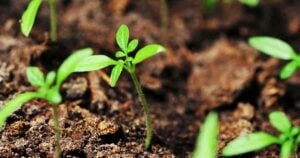 Are Coffee Grounds Good For Tomato Plants?