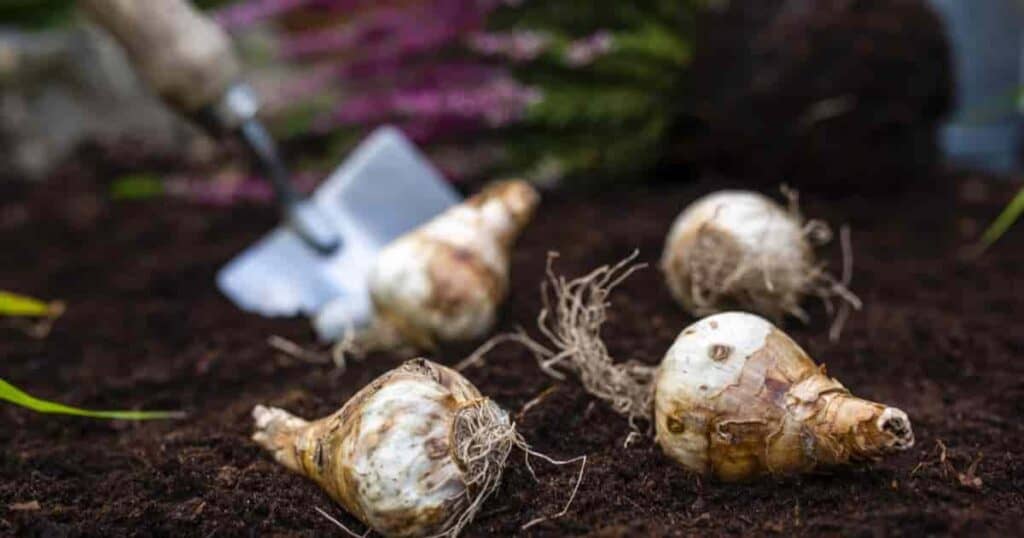 Planting Daffodil Bulbs