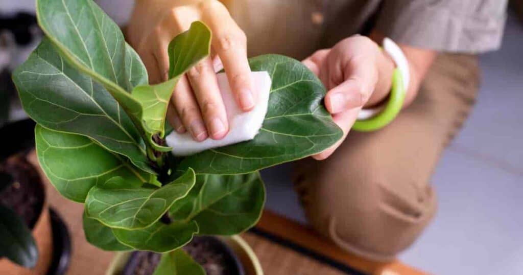 Fiddle Leaf Plants and Cats