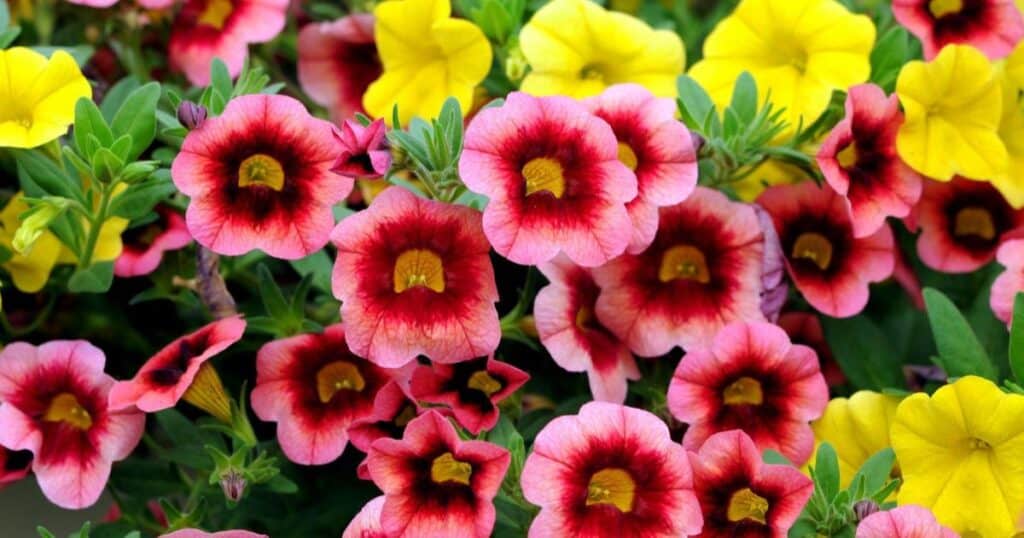 Calibrachoa Fertilizer