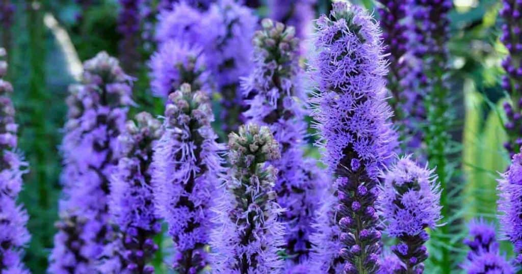 liatris gay feather