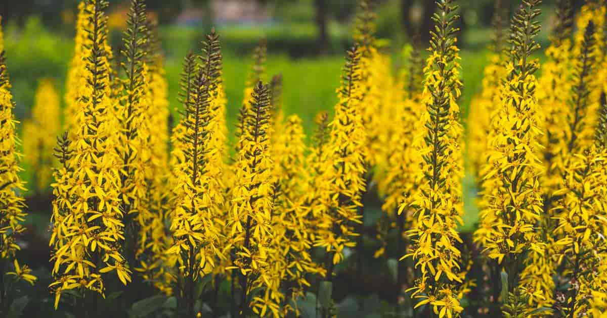 Golden blooms of the Rocket Ligularia Plant (Ragwort)