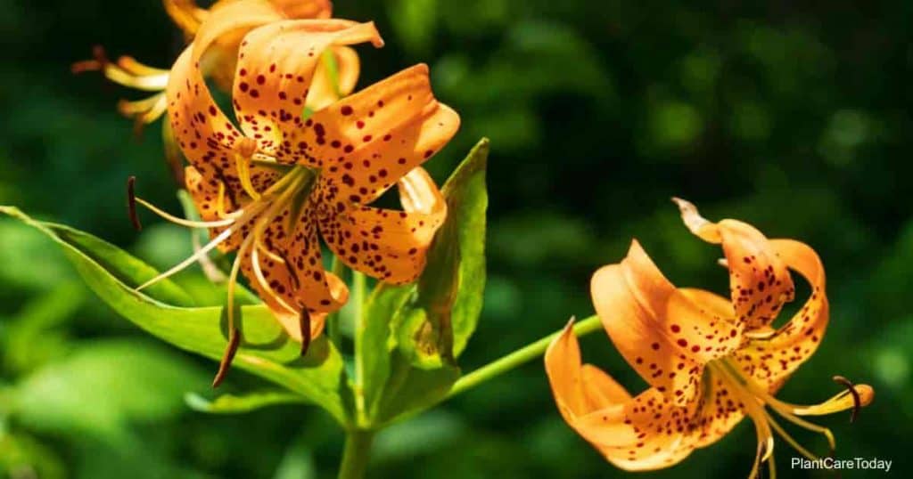 Blooming Turk's cap lily - Lilium Superbum