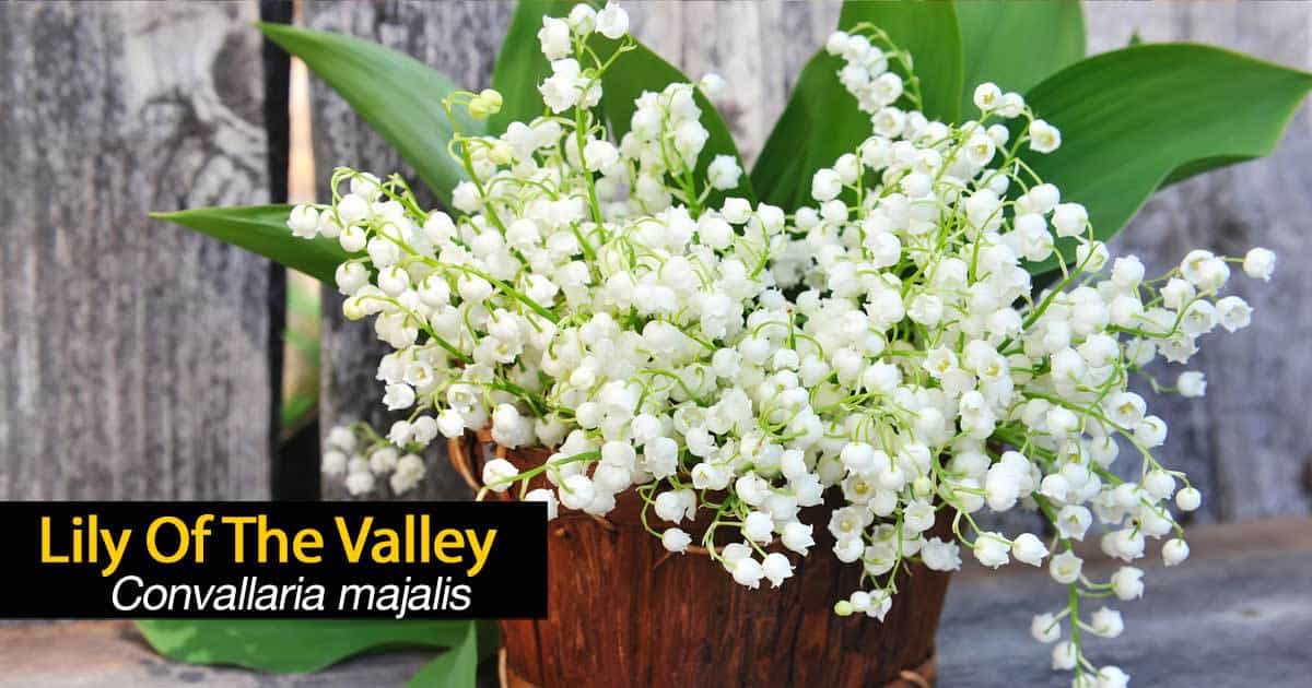 Planting And Caring For Lily Of The Valley (Convallaria majalis