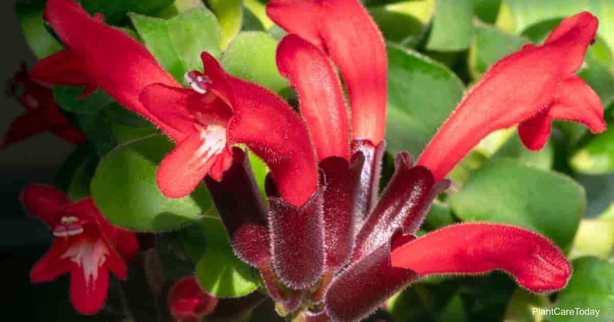 Blomster av leppestiftplanten - Aeschynanthus Radicans