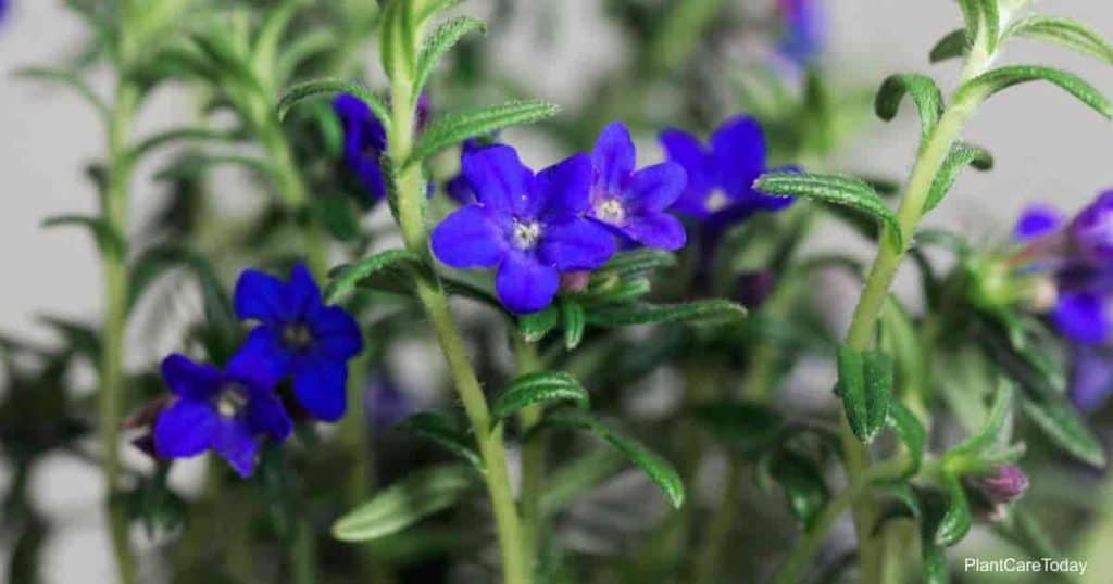 Lithodora Diffusa Care: Learn How To Grow Lithodora Plants