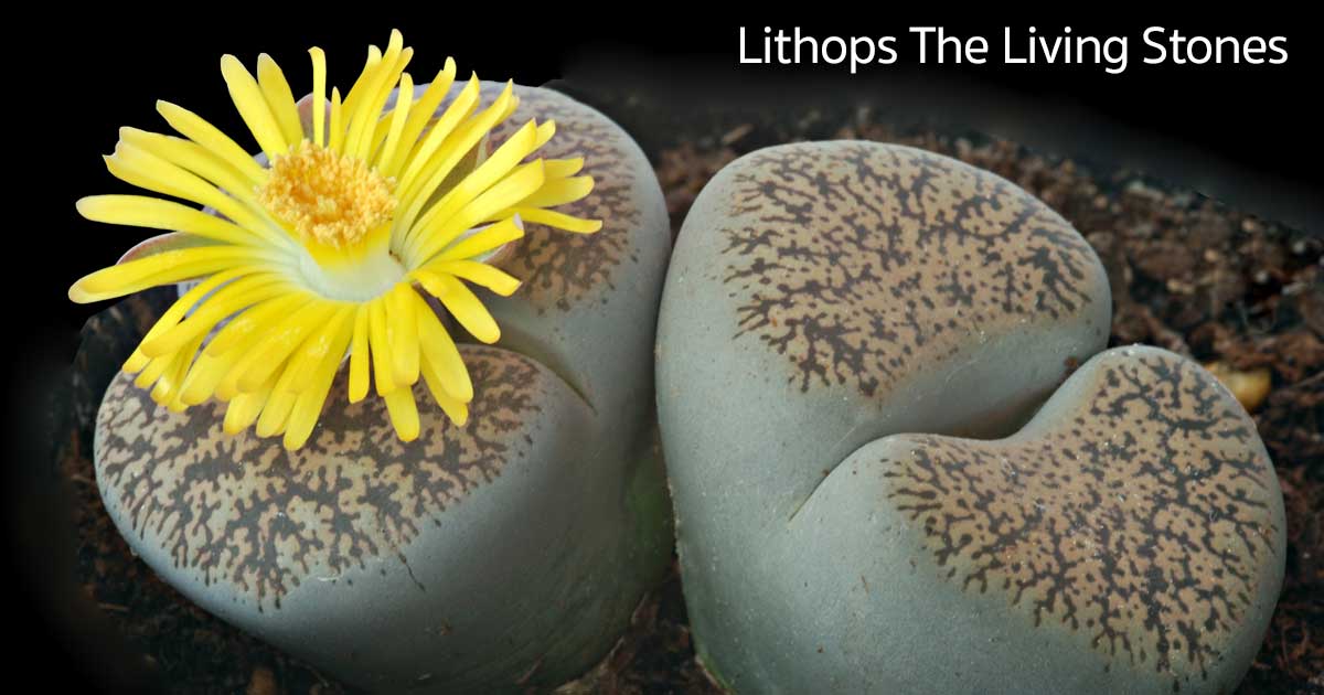 Lithops Care Tips: Growing The Succulent Living Stones