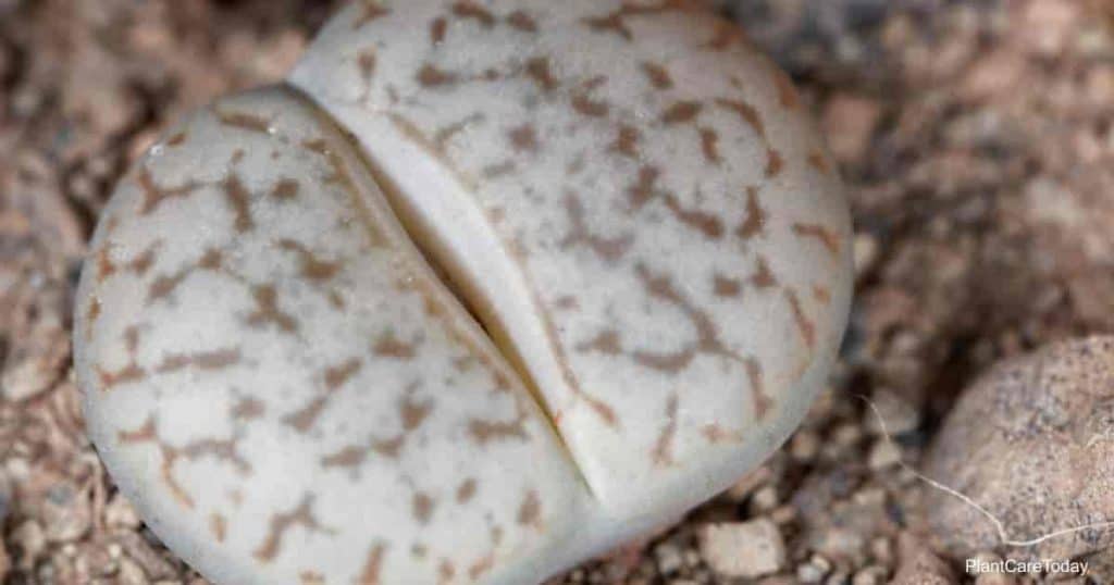 lithops pseudotruncatella perfect windowsill plants