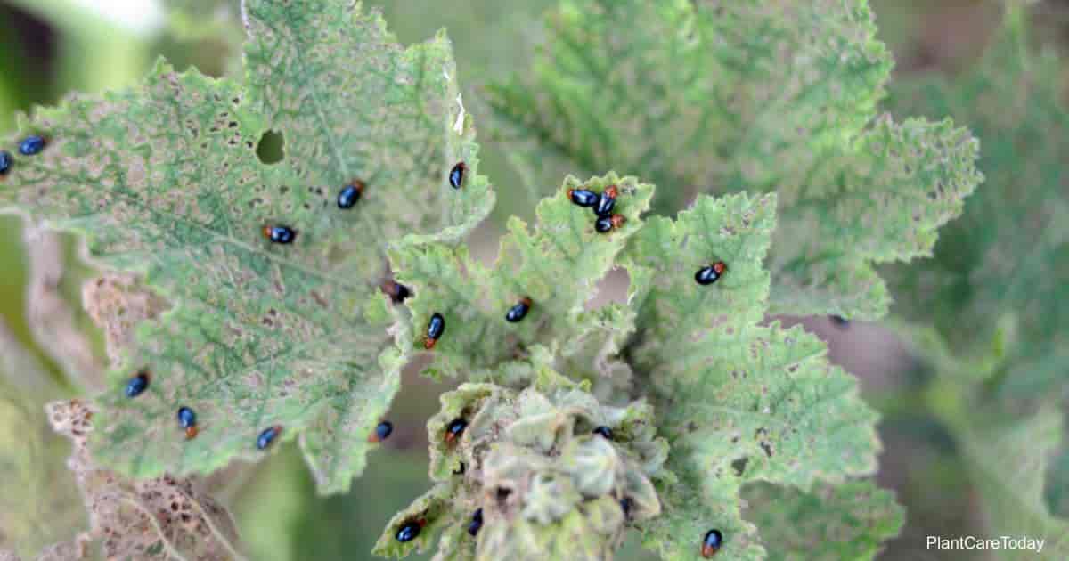 Controlling The Small Black Bugs On Plants In The Garden